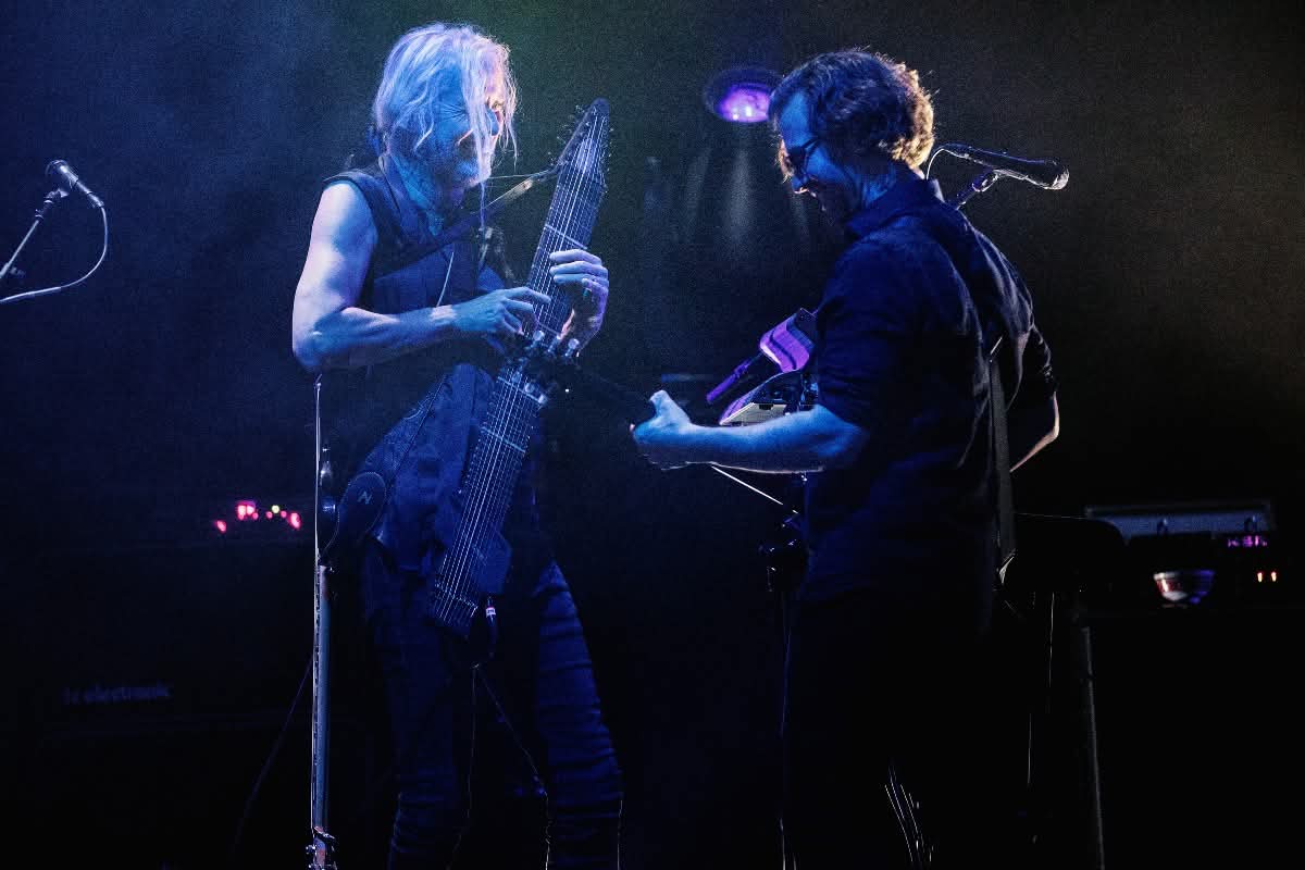porcupine tree